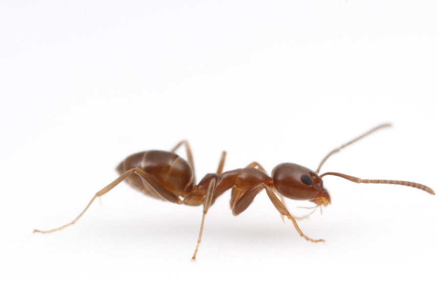 Ant Pest Control | Ant Exterminator & Removal Melbourne
