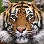 tigerbeach Profile Picture
