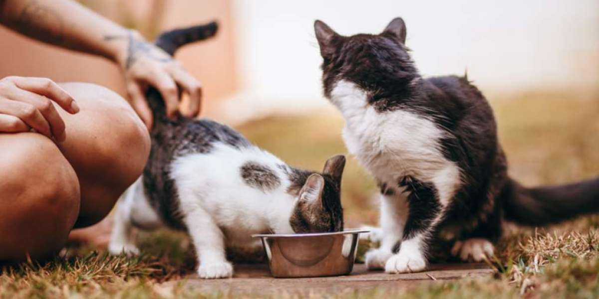 Katzenliebhaber, freut euch! Der ultimative Leitfaden zur Verbesserung der Gesundheit Ihrer Katze mit Trockenfutter für 