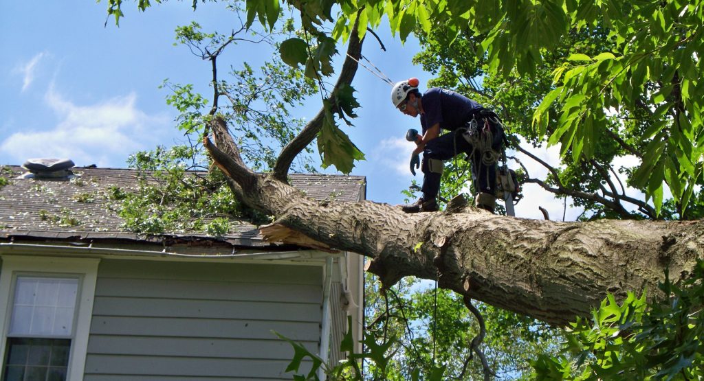 Can Tree Removal Services be beneficial? Let’s explore | TechPlanet