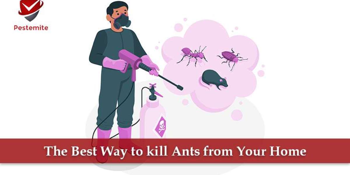 The Best Way to kill Ants from Your Home