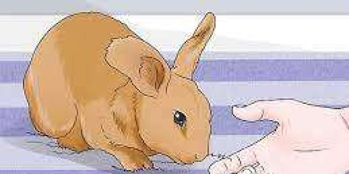 Tips to Stop Your Rabbit from Chewing on Furniture and Wires