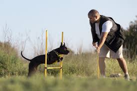 Essential Tips for Finding the Right Dog Trainer - PetRefine