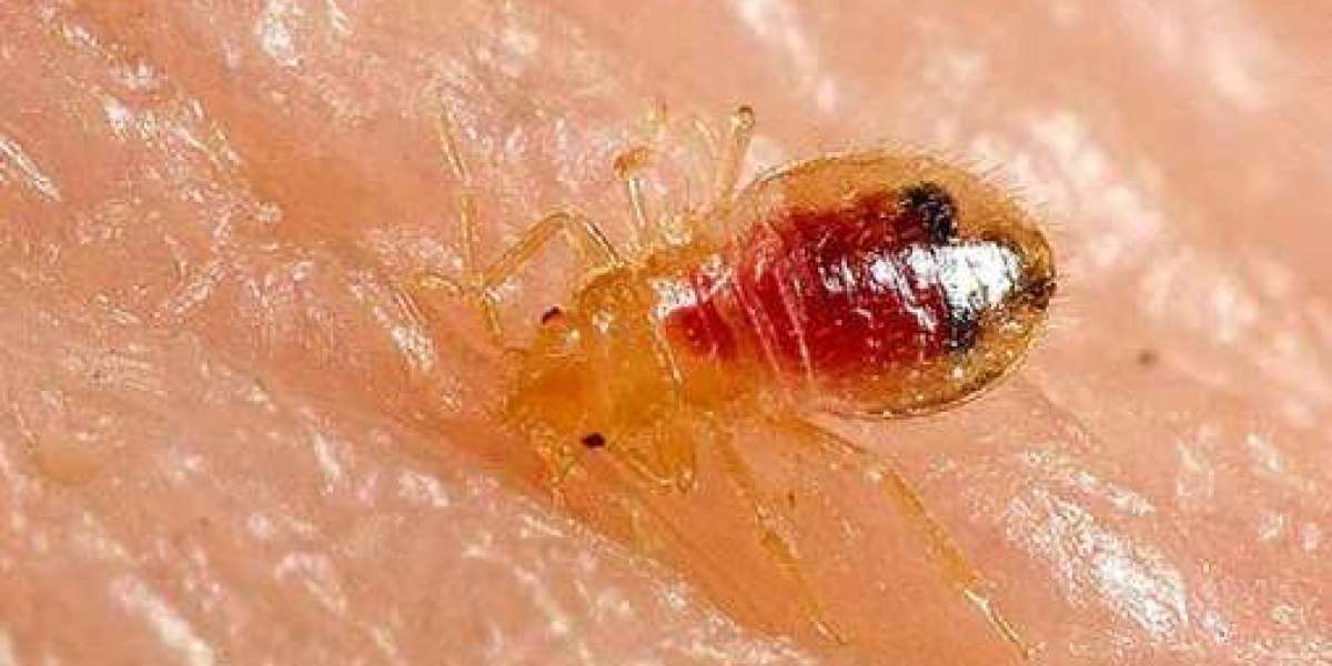 Effective Bed Bug Heat Treatment: A Comprehensive Guide