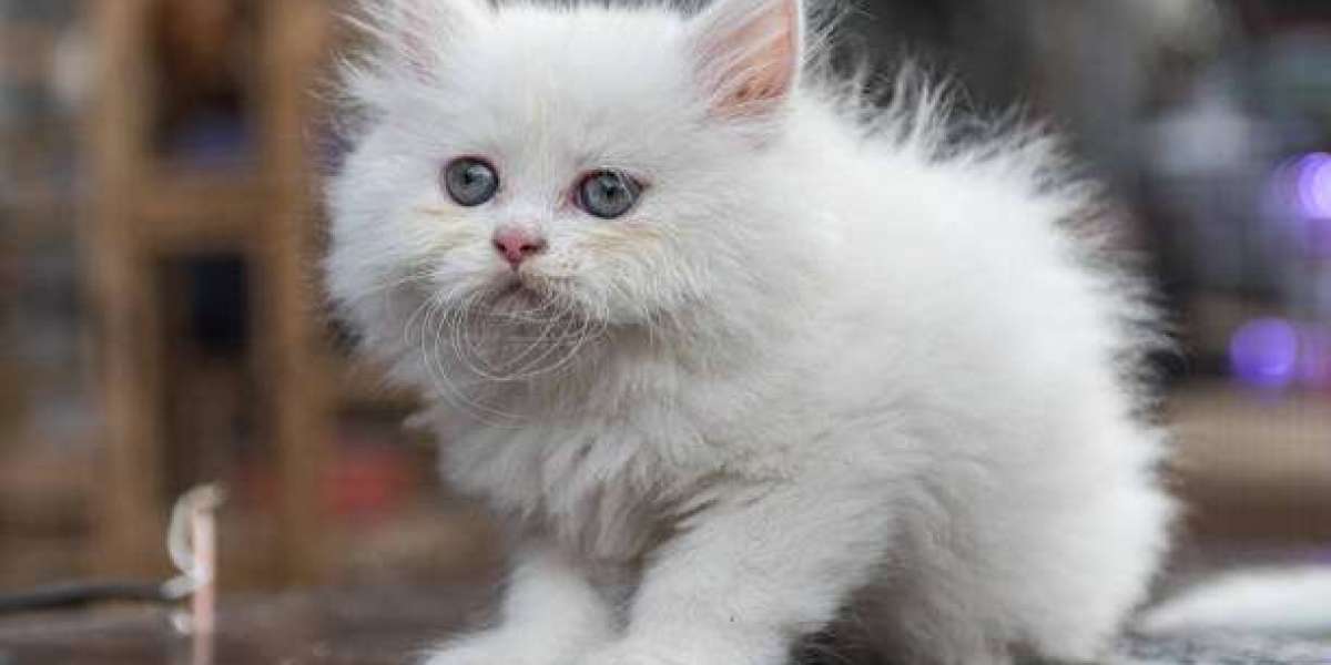 Finding Your Perfect Companion: Persian Kittens for Sale