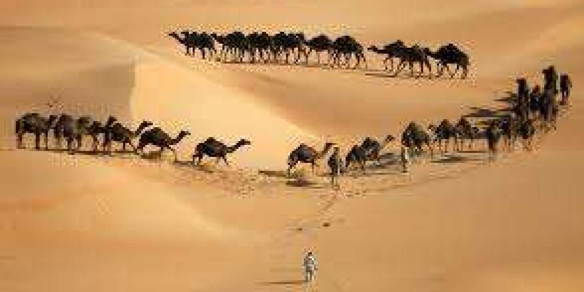 Discover Abu Dhabi's Charms with Desert Rose Tourism: Tourism Company Abu Dhabi
