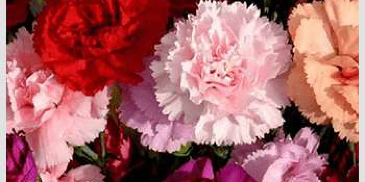 Wholesale Carnations for Mother's Day: Express Love with Bulk Flowers