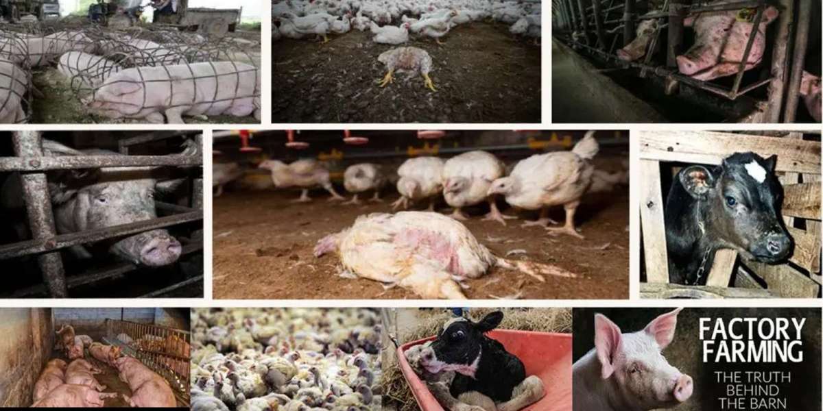 Unveiling the Dark Reality of Gestation Crate Abuse in the Livestock Industry