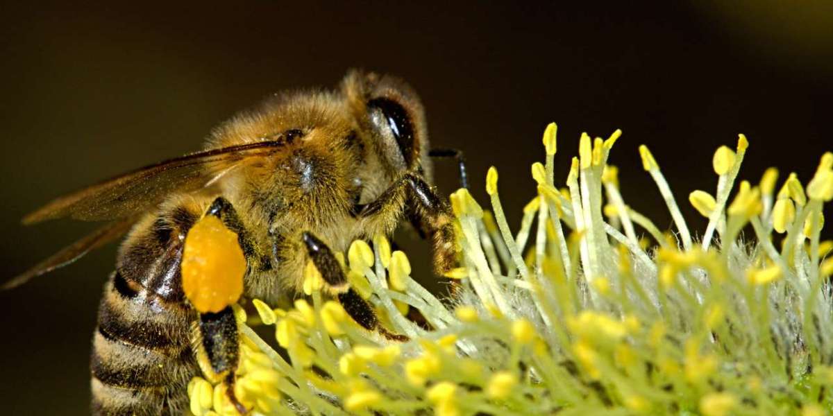Unlocking the Secrets of the Western Honey Bee: Guardians of Nature's Balance
