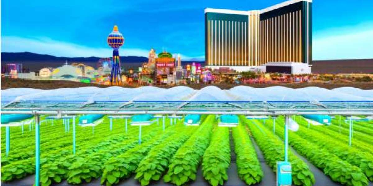? The Green Gamble: How Casinos Spark Innovation in Cucumber Farming ?