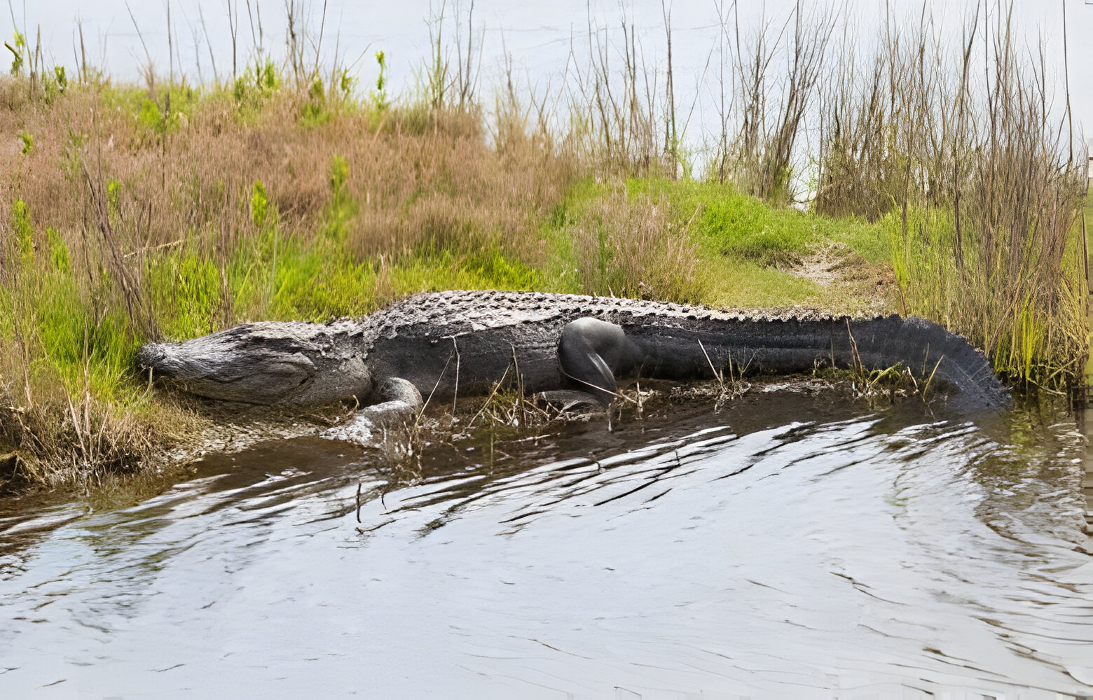 Alligator Expedition: Unravelling the Mysteries of the Everglades | TechPlanet