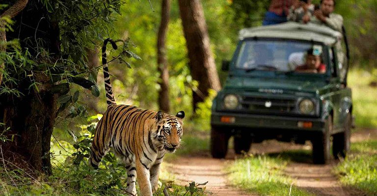 Jim Corbett National Park – Office Website of Jim Corbett