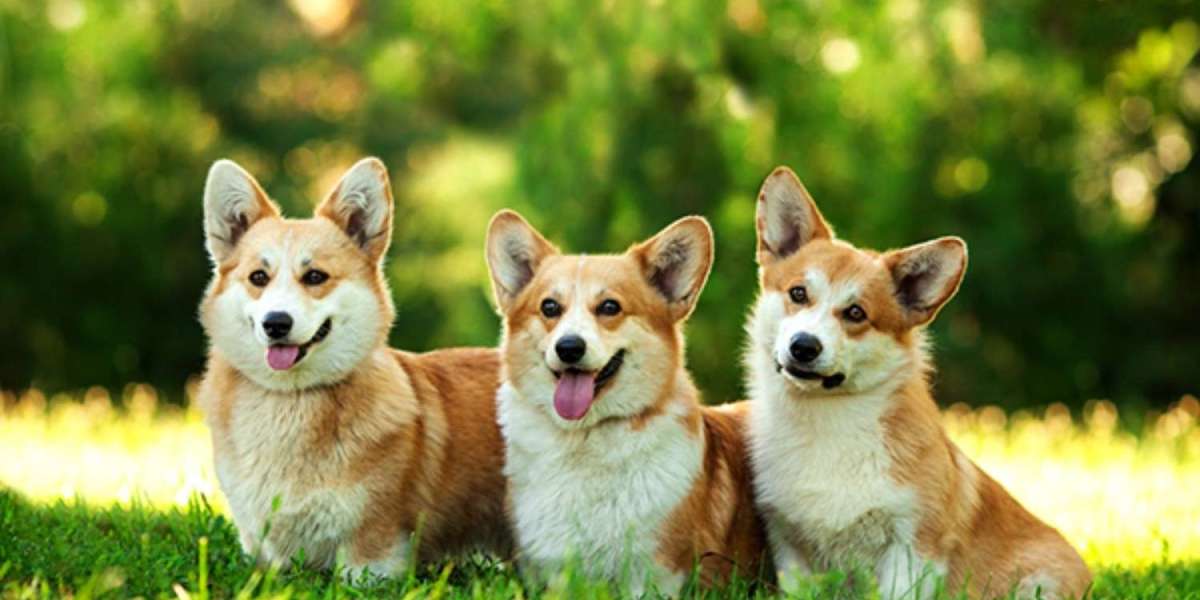 Understanding the Fluffy Corgi Gene: A Breeder's Perspective