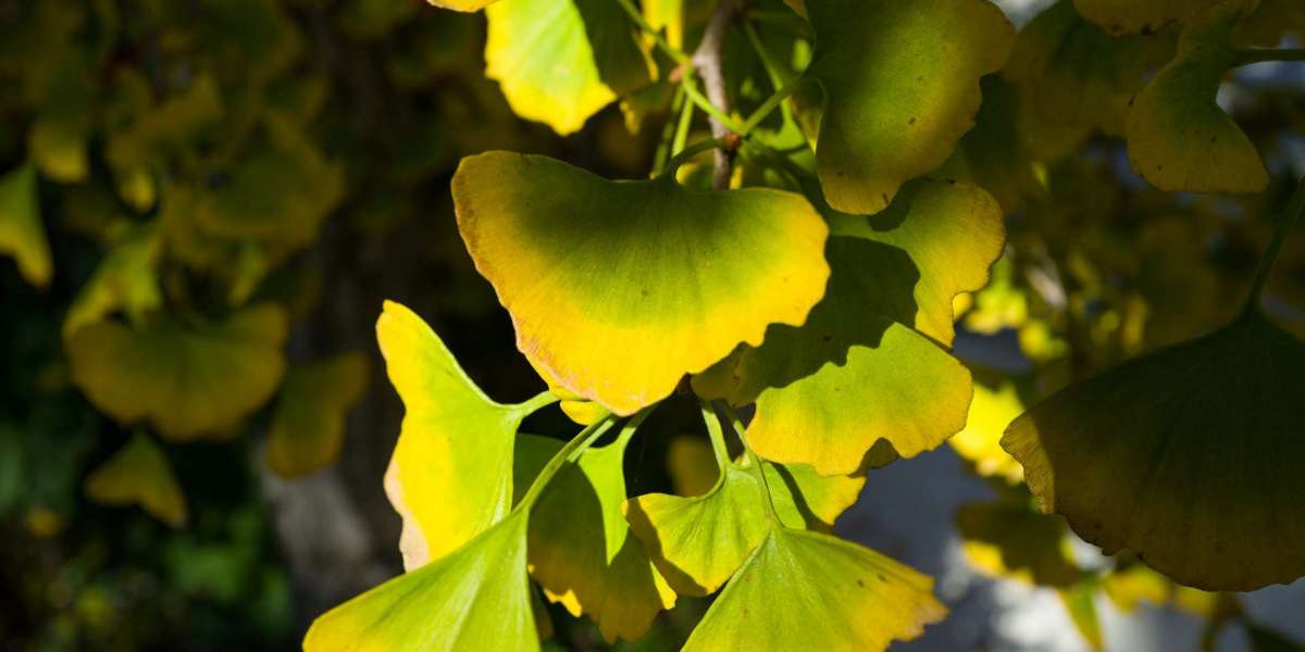 Ginkgo als Potenzmittel: Kann der Wunderbaum die Potenz steigern?