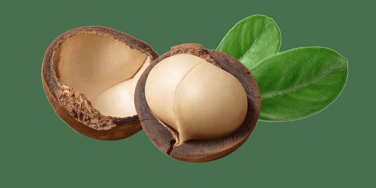 Macadamia Market Size, Share and Industry Analysis, Report 2024-2032