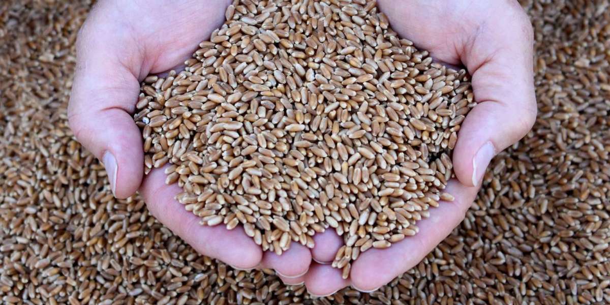Wheat Seed Market Size, Industry Share, Growth, Key Players Analysis and Report 2024-2032