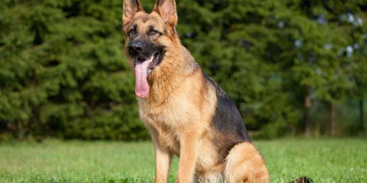 Ultimate Guide: Choosing the Right Cage Size for Your German Shepherd