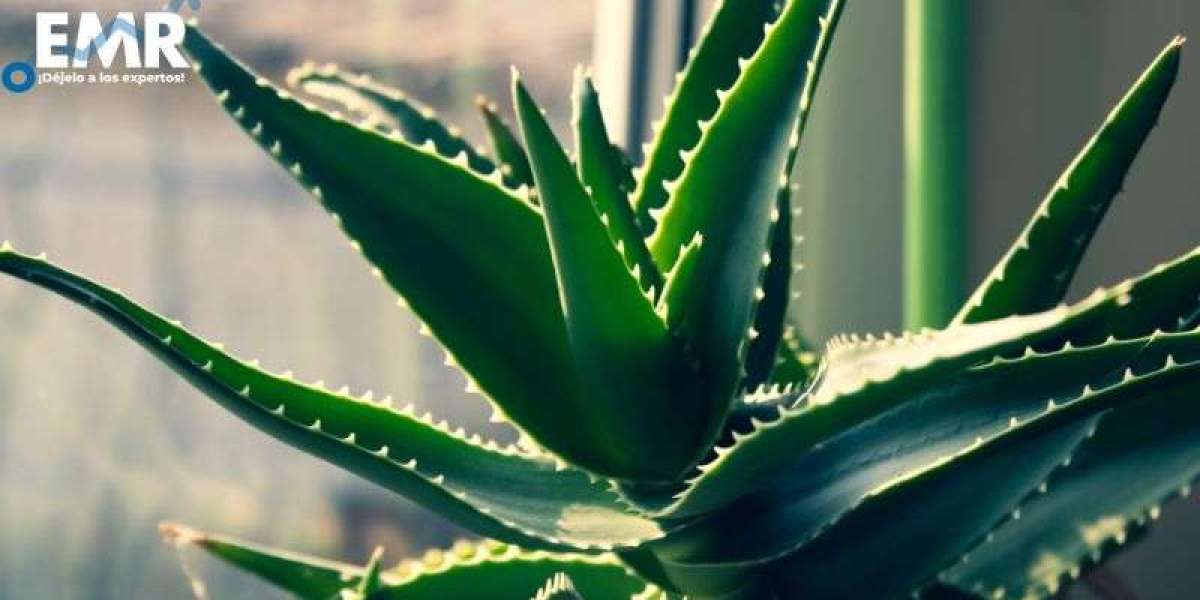 El Auge del Mercado de Aloe Vera: Tendencias, Desafíos y Perspectivas Futuras