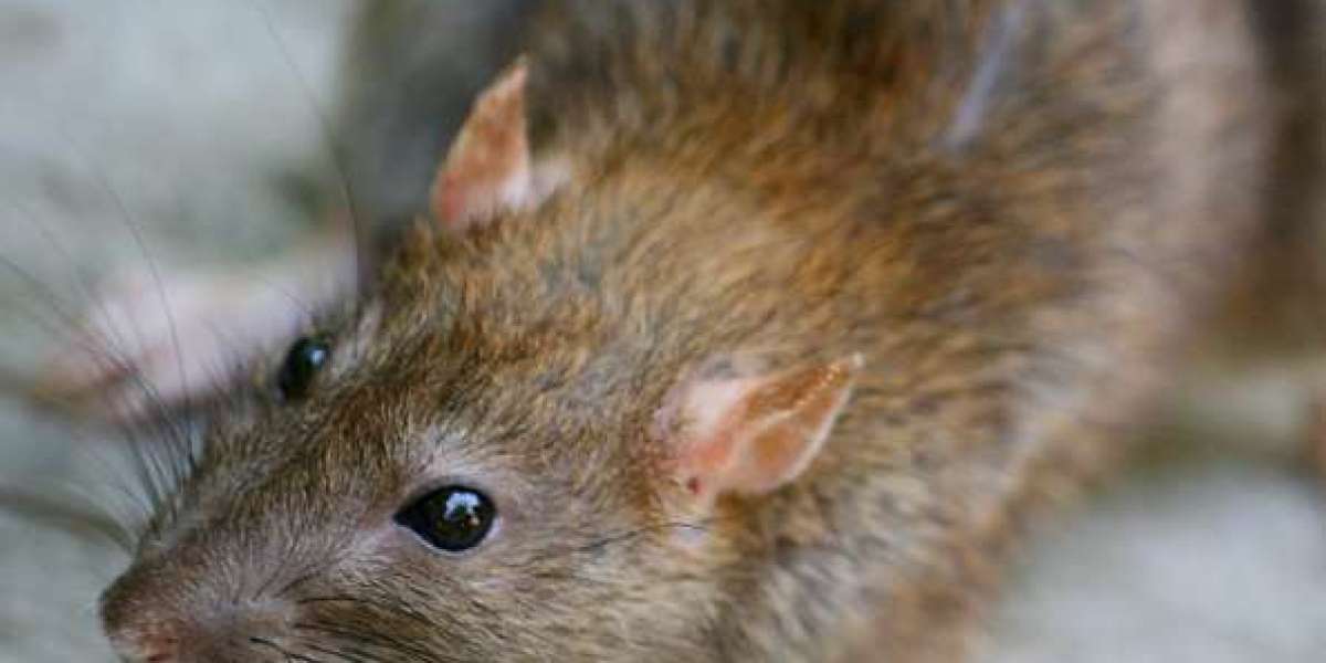 Guide to Pest Control in Belfast: Effective Solutions for Rodent Problems