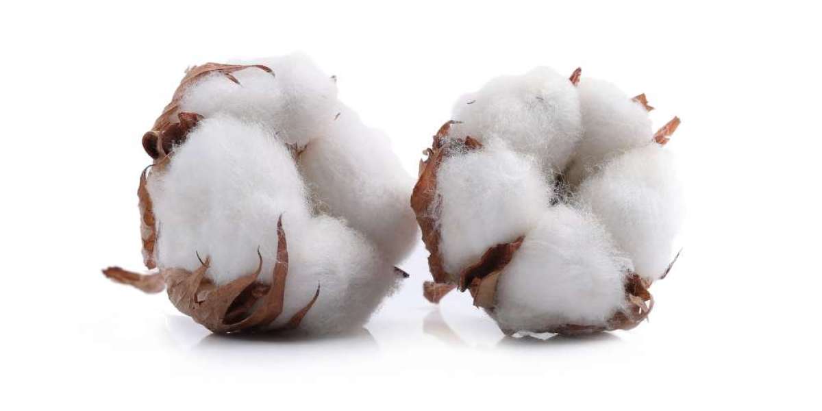 Key Factors Influencing Cotton Rates and Current Price Trends