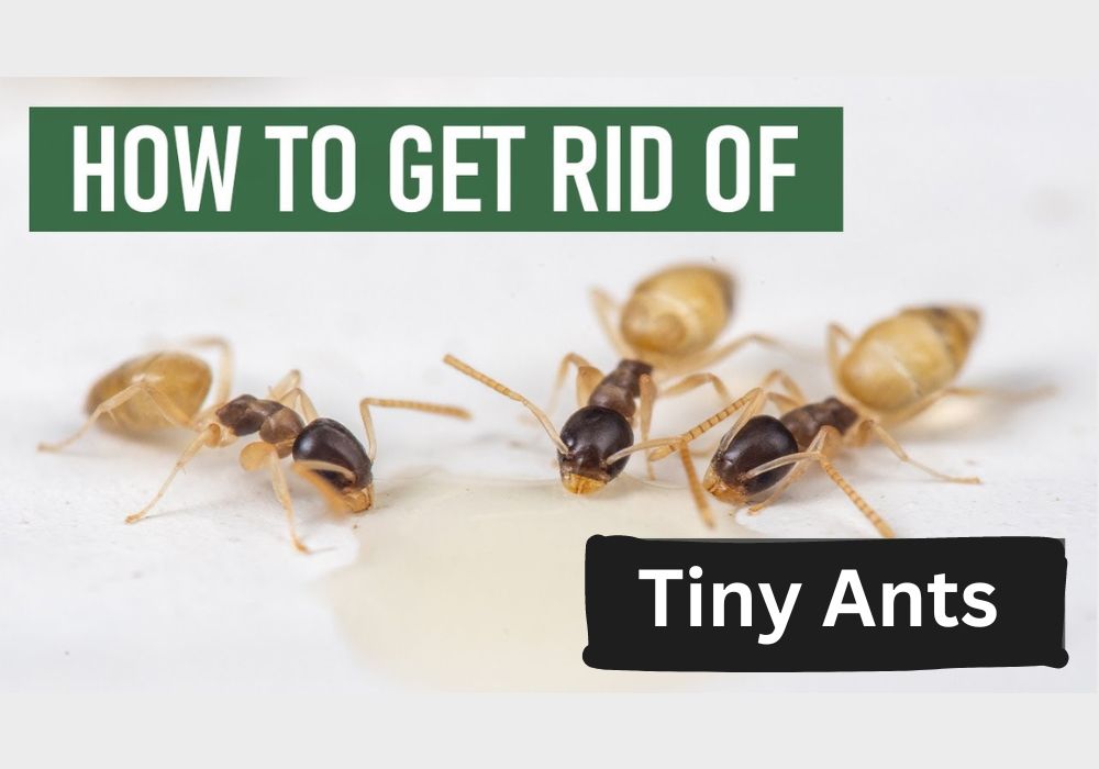 How To Get Rid Of Tiny Ants In The Kitchen? Guide For Grand Prairie House Owners