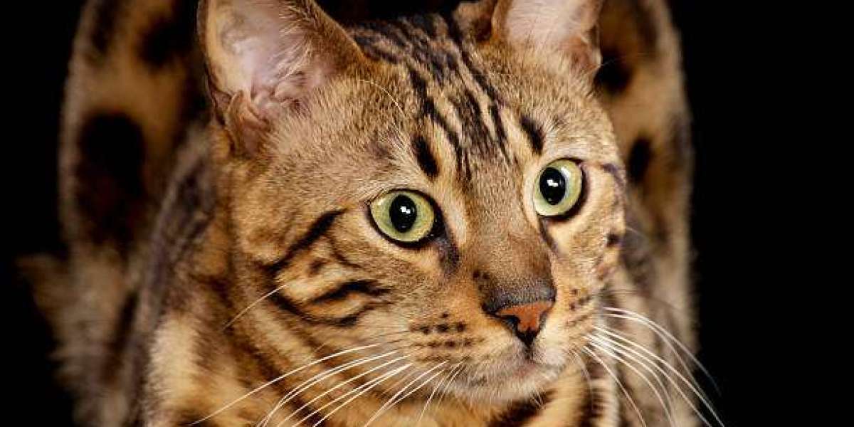 What to Look for in Bengal Cat Breeders: Tips for Prospective Owners