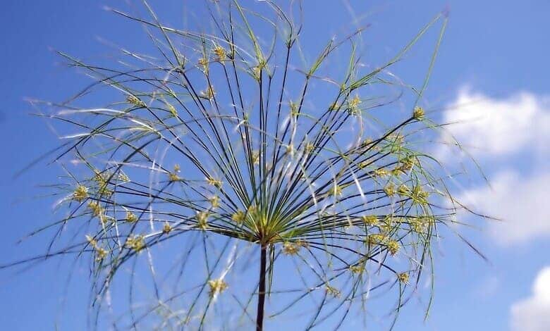 Циперус (Cyperus alternifolius)