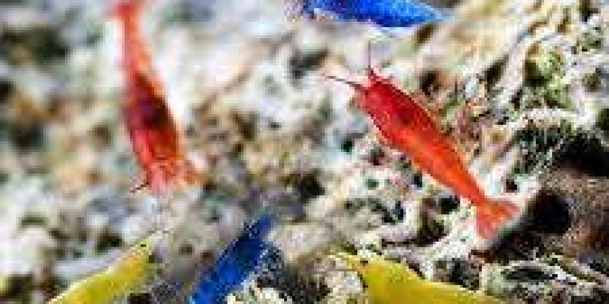 The Fascinating World of Neocaridina Shrimp: A Beginner’s Guide