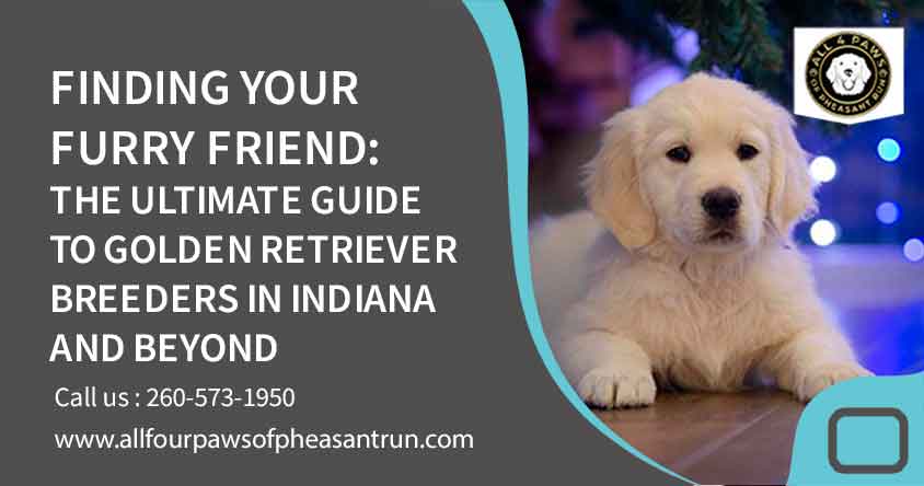 Golden Retriever Puppies: Indiana Breeder, FL & Chicago Availability - All Four Paws