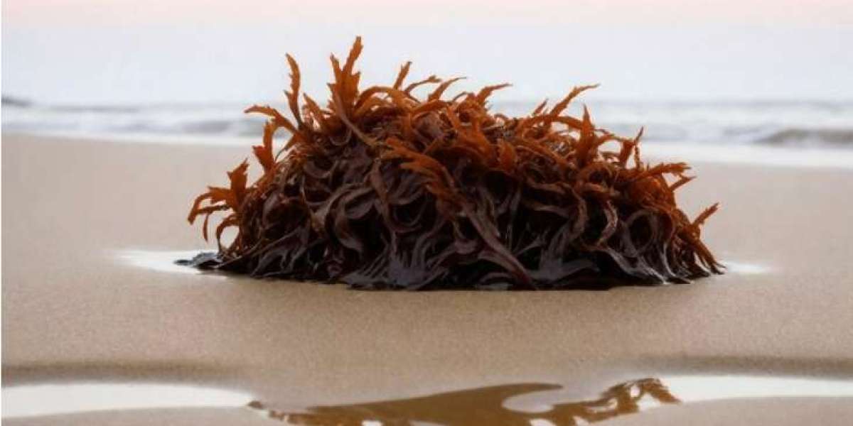 Exploring the Benefits of Raw Organic Sea Moss for Optimal Health