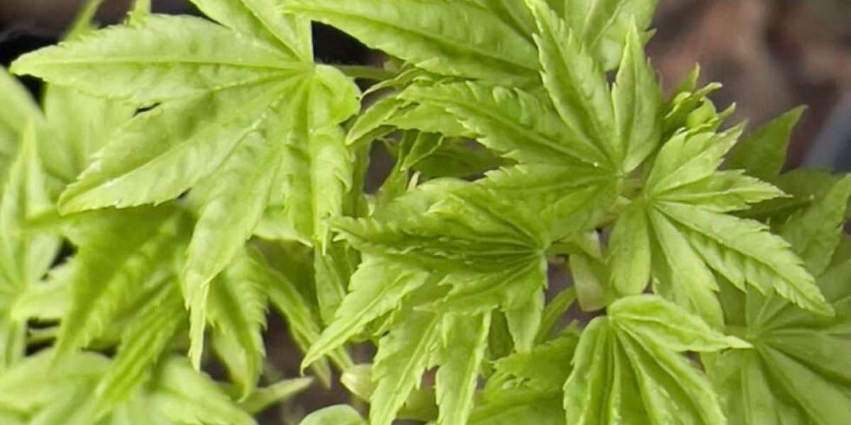 Japanese Maple Seeds for Sale: Grow Your Own Stunning Maple Tree