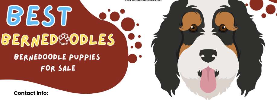 Best Bernedoodles Cover Image